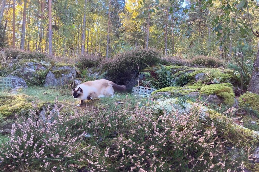 Cabin In The Woods, Close To Lake Maelaren Eskilstuna Buitenkant foto